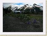 Alaska 704 * A sandy beach, wildflowers, mountains, and glaciers- who could ask for more?! * A sandy beach, wildflowers, mountains, and glaciers- who could ask for more?! * 3072 x 2304 * (1.72MB)